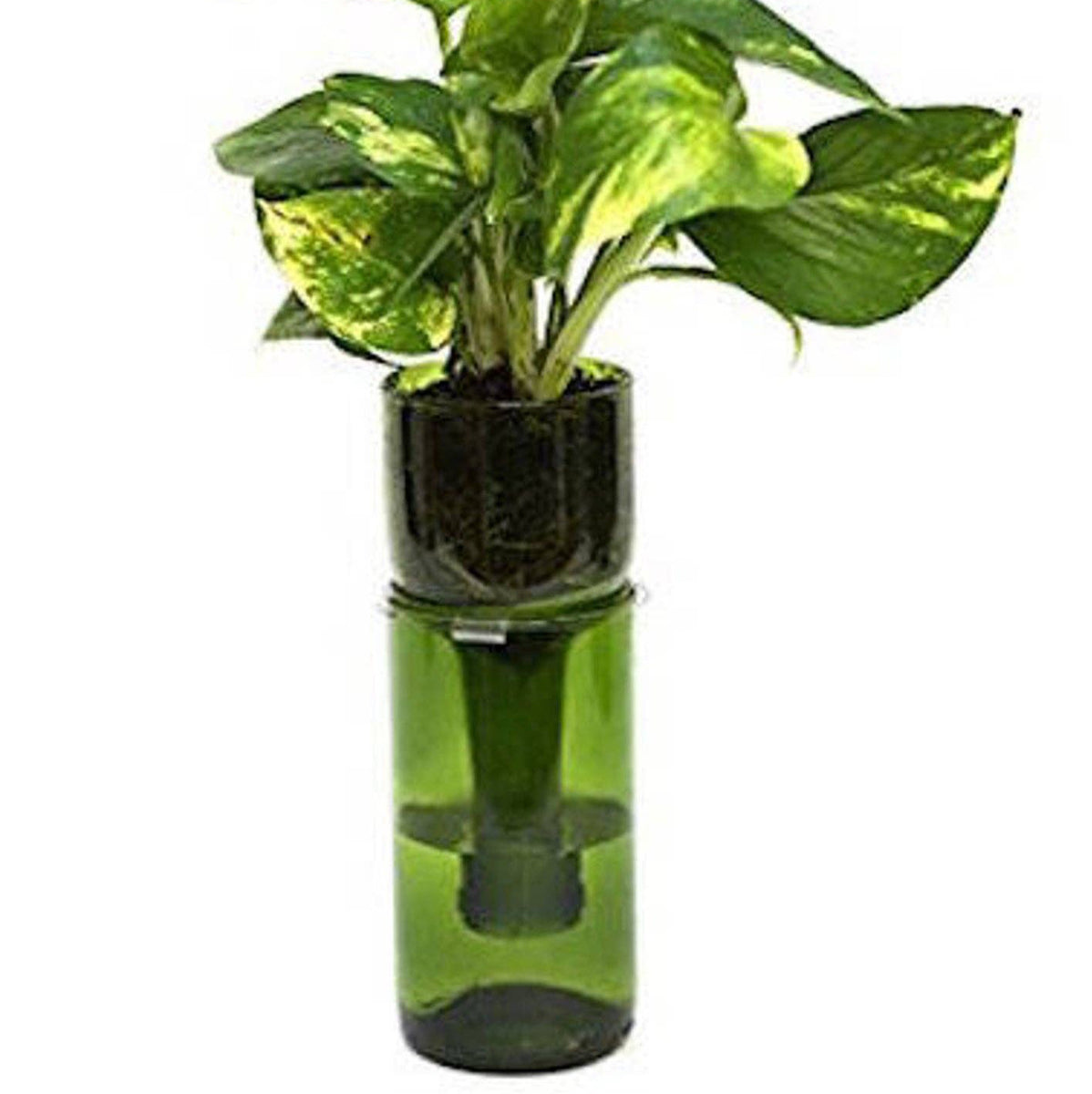 beer bottle self watering planter Propagation Station Self Watering Plant Pot Wine Bottle Hydroponic Planter