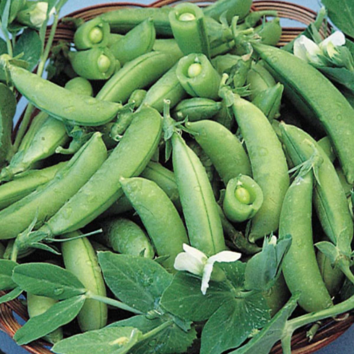 Super Sugar Snap Peas Garden Seeds – Mutual Adoration + POST