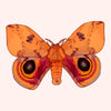 An illustrated orange moth with large eye-like spots on its wings, centered on a pale pink background.