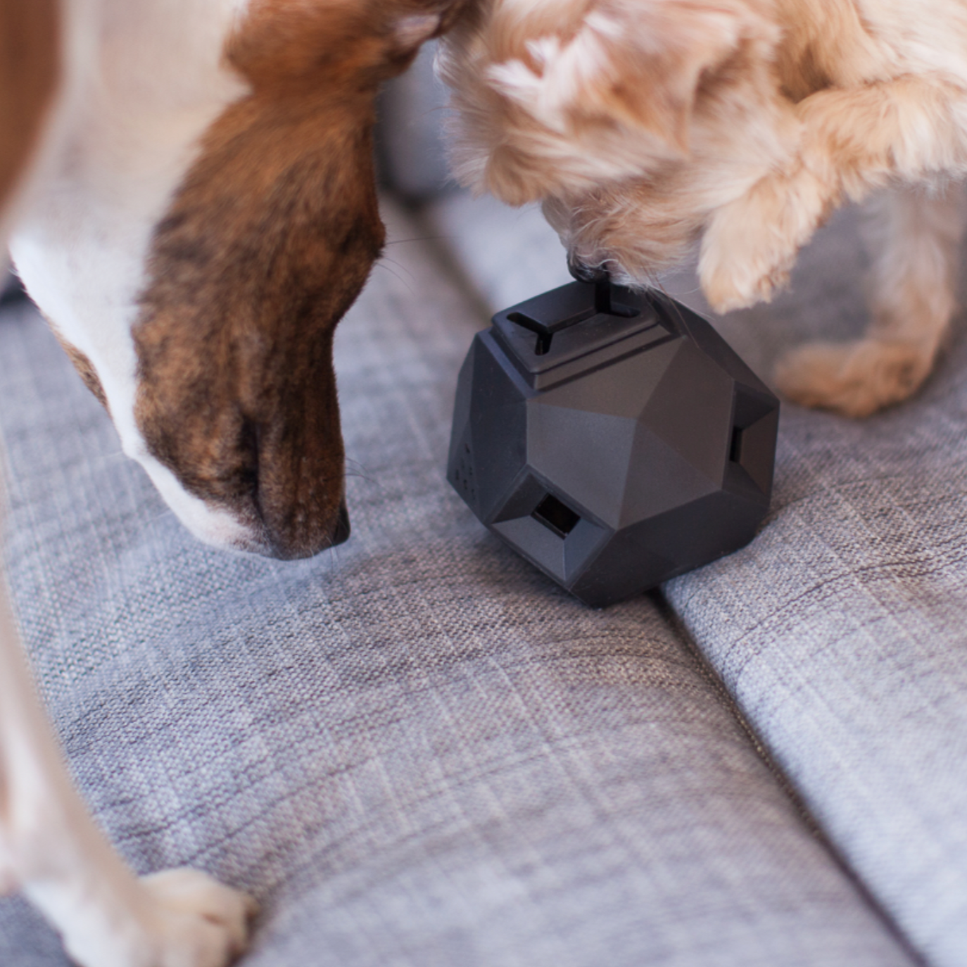 Black Modern Interactive Puzzle Dog Toy – Mutual Adoration + POST