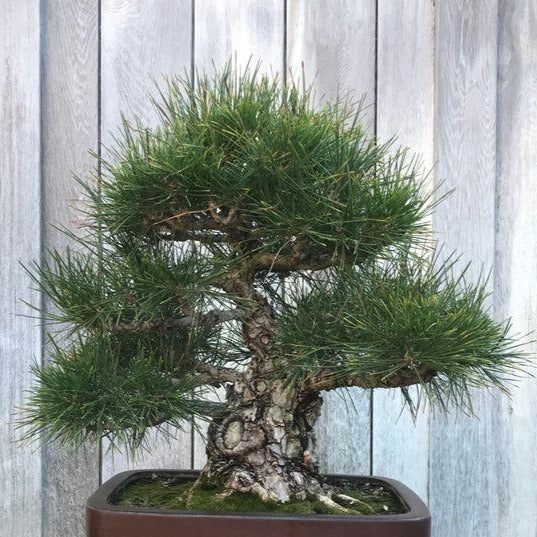Live Bonsai Japanese Black Pine Tree Seedling – Mutual Adoration + POST