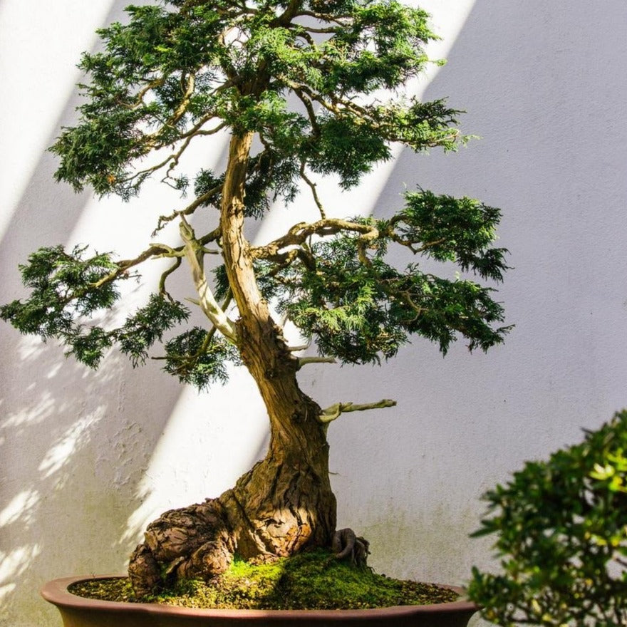Live Bonsai Japanese Black Pine Tree Seedling
